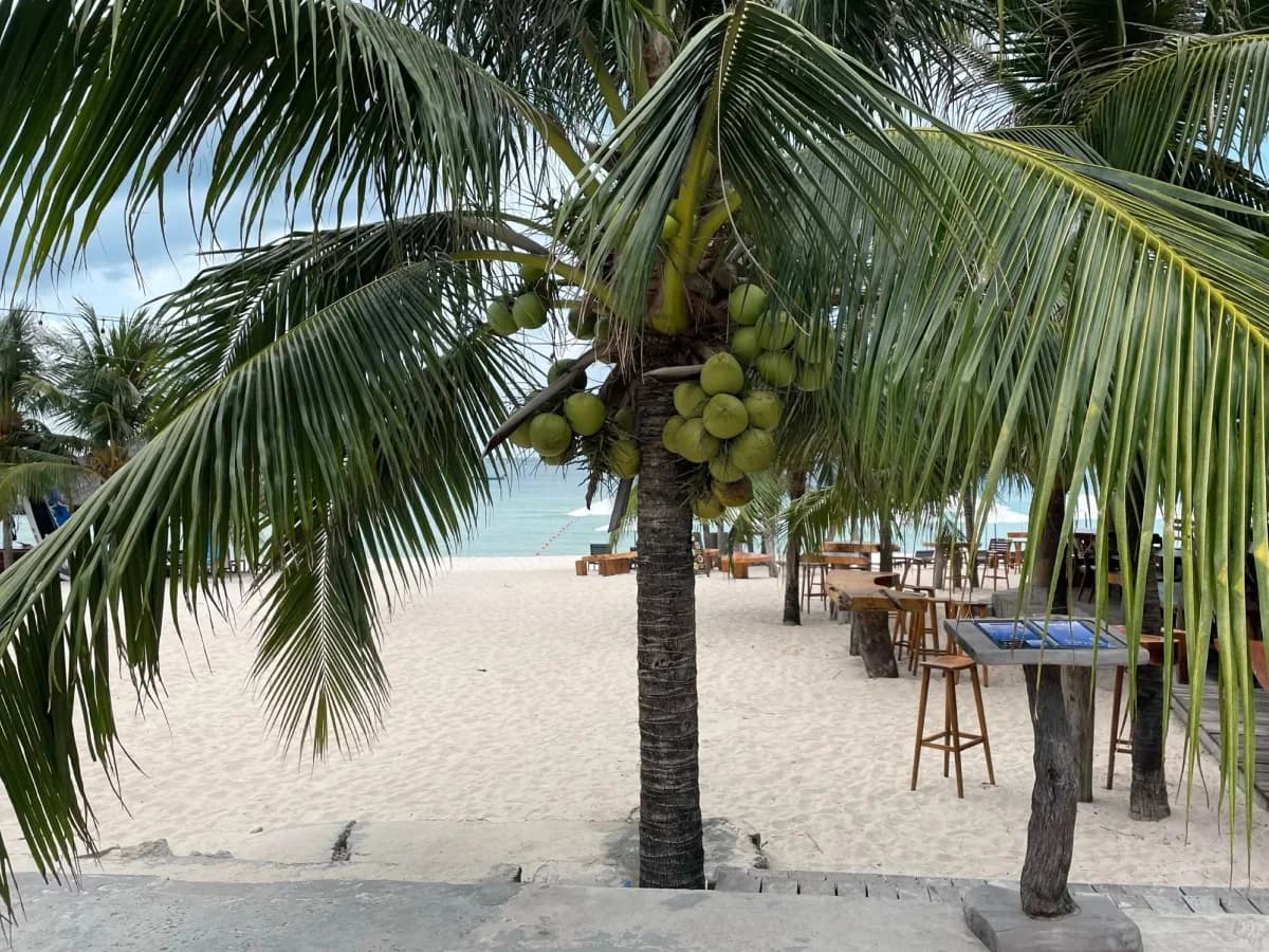 Pristine Phu Quoc coastline with clear turquoise waters and leaning coconut trees on white sand