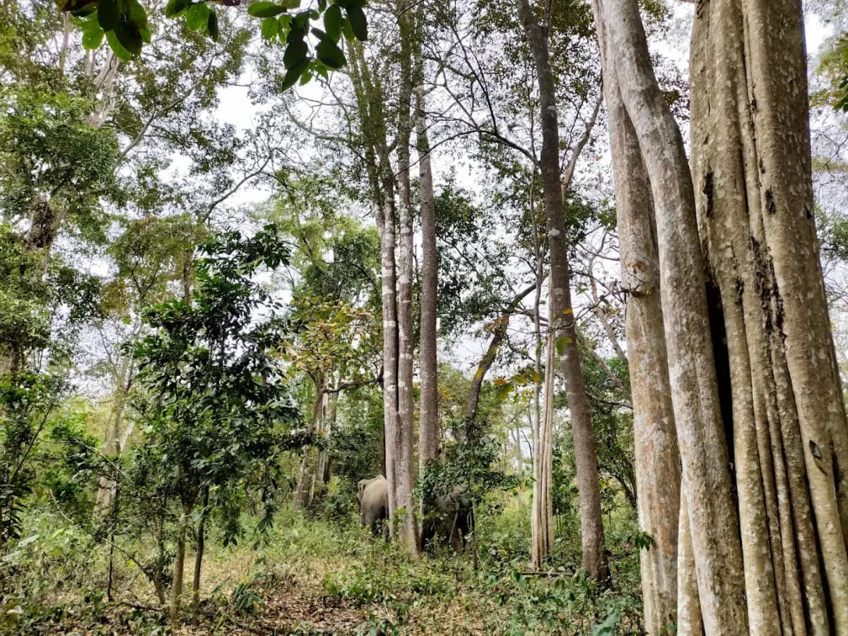 Scenic view of Yok Don National Park with dense forest and wildlife, Vietnam