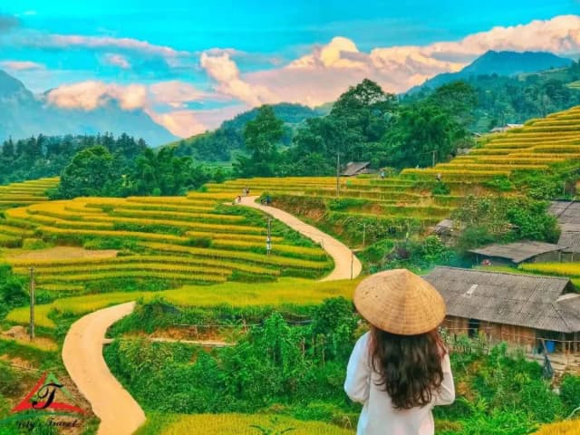 Curved rice terraces amid the lush hills of Sapa