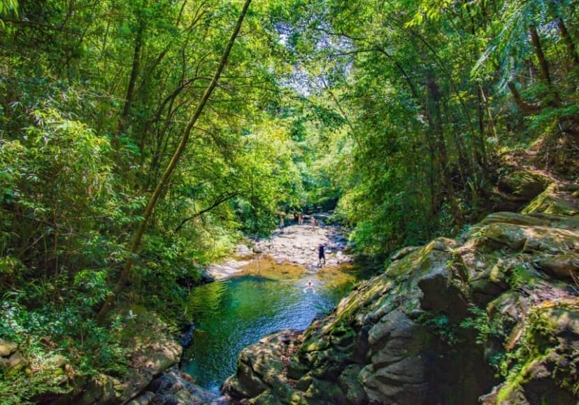Lush forest and clear stream in Bach Ma National Park, Vietnam