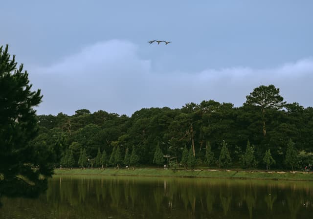 Birds flying over a serene lake in Da Lat, Vietnam