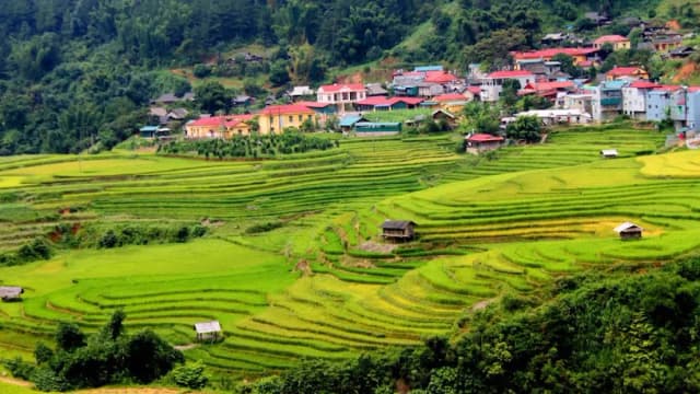 Mu Cang Chai detail 02