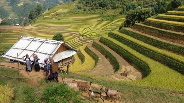 Mu Cang Chai detail 04
