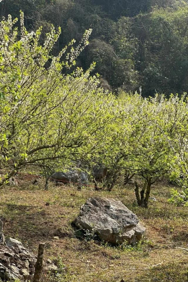 Moc Chau Plateau - detail 02