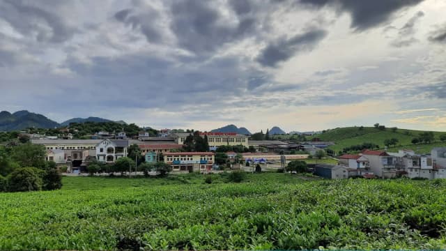 Moc Chau Plateau - detail 03