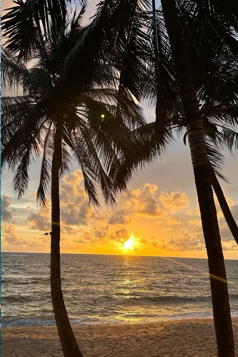 Palm trees along the beach at sunset in Phu Quoc