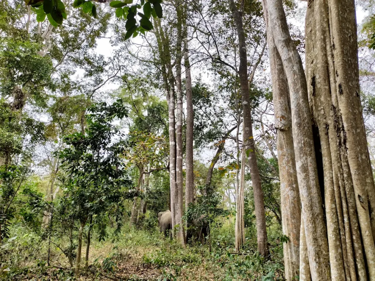 Yok Don National Park (Dak Lak)