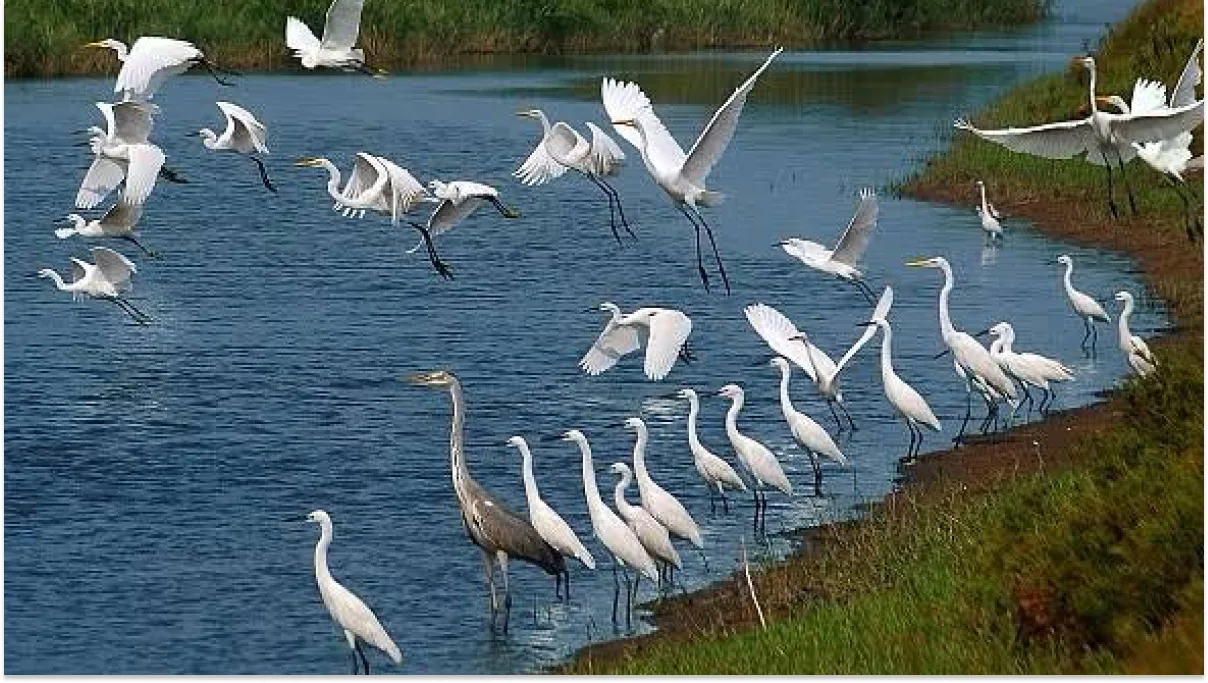 Xuan Thuy National Park (Nam Dinh)