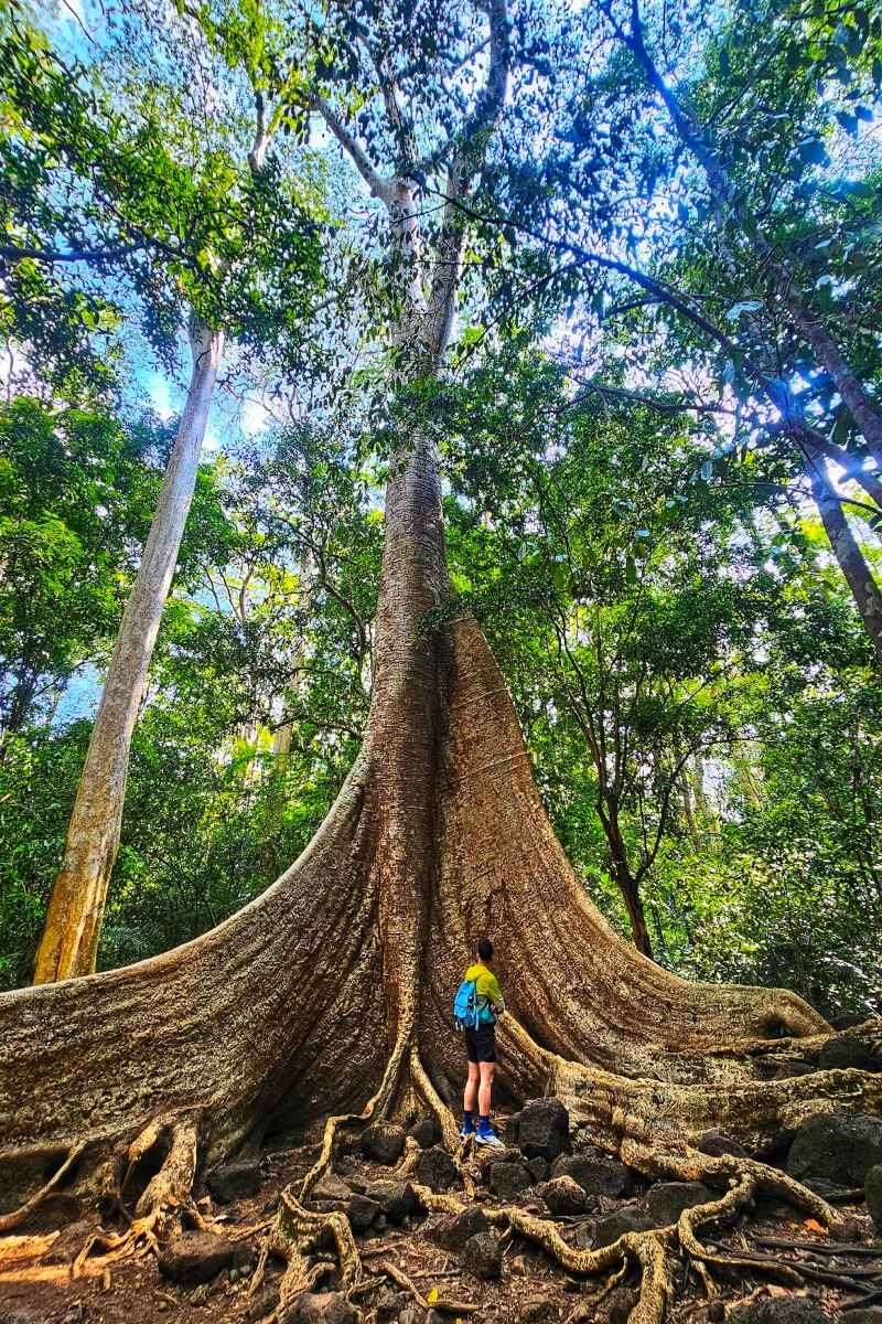 Ancient giant tree in Cat Tien National Park, Vietnam