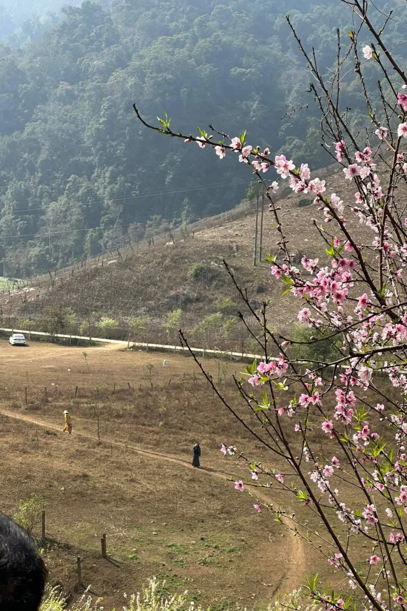 Moc Chau Plateau - detail 01