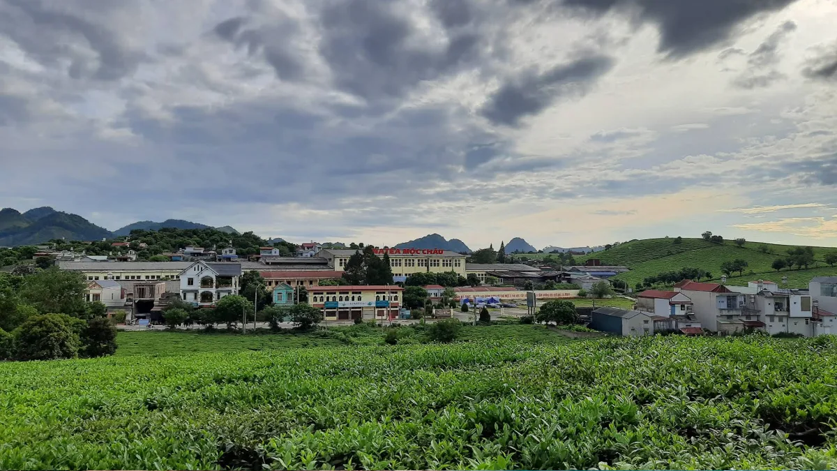 Moc Chau Plateau - detail 03