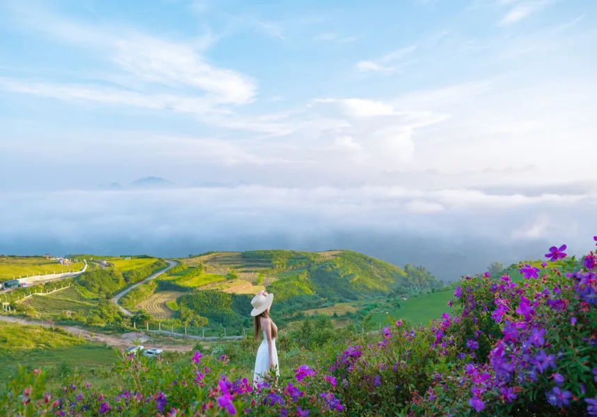 Moc Chau Plateau with vibrant purple myrtle flower hills in Son La, northern Vietnam