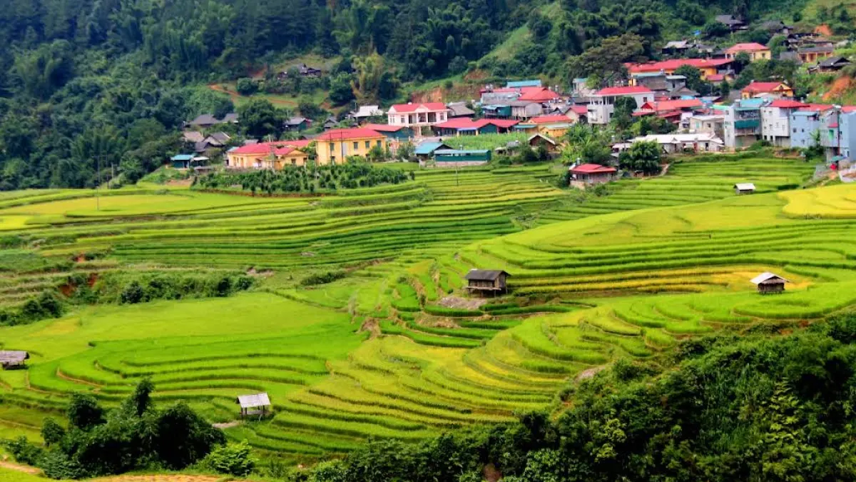 Mu Cang Chai detail 02