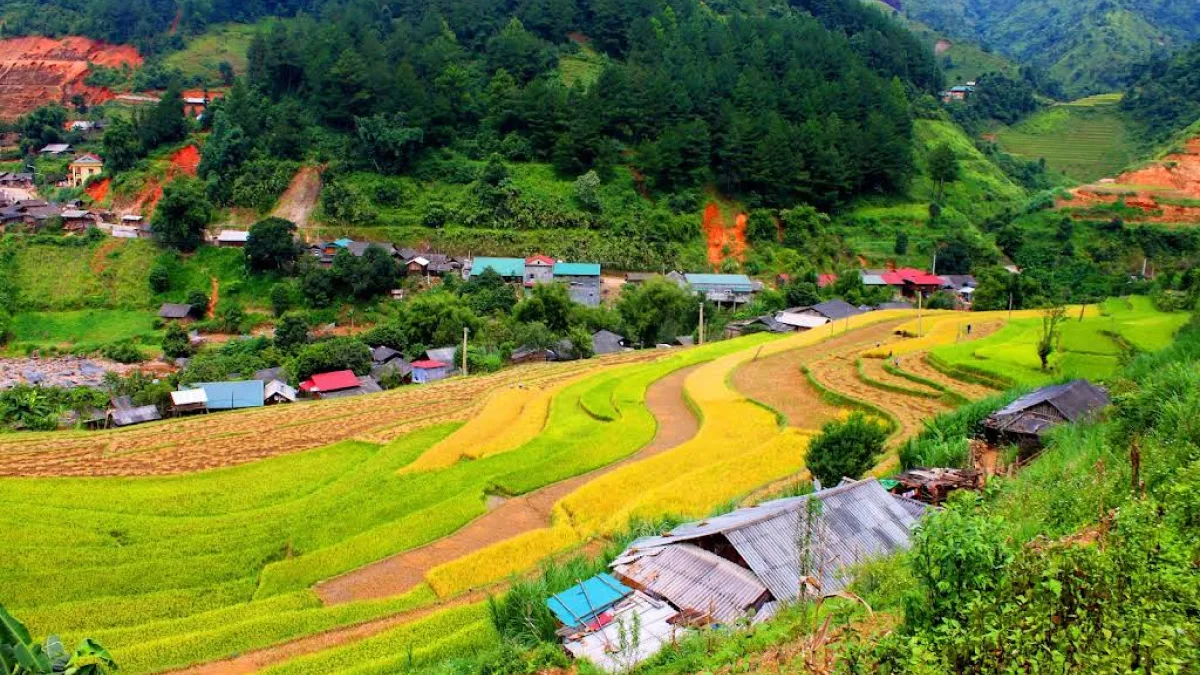 Golden terraced rice fields of Mu Cang Chai during harvest season