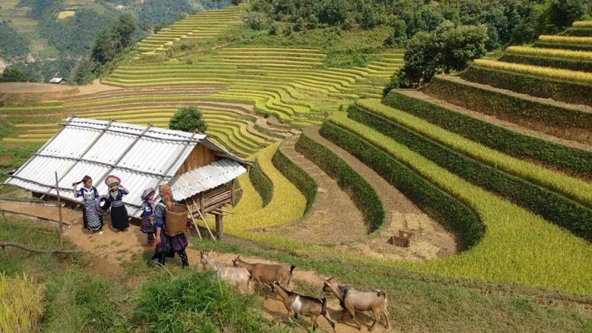 Mu Cang Chai detail 04