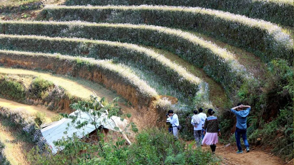 Mu Cang Chai detail 05
